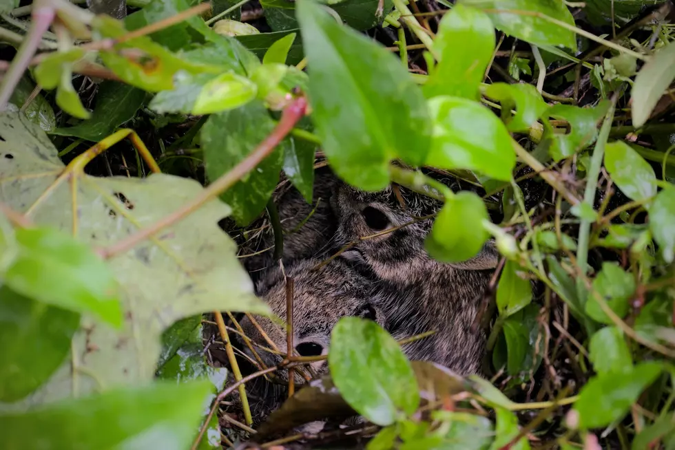It’s Spring in Indiana Which Means Baby Bunny Season – What to Do if You Find a Nest