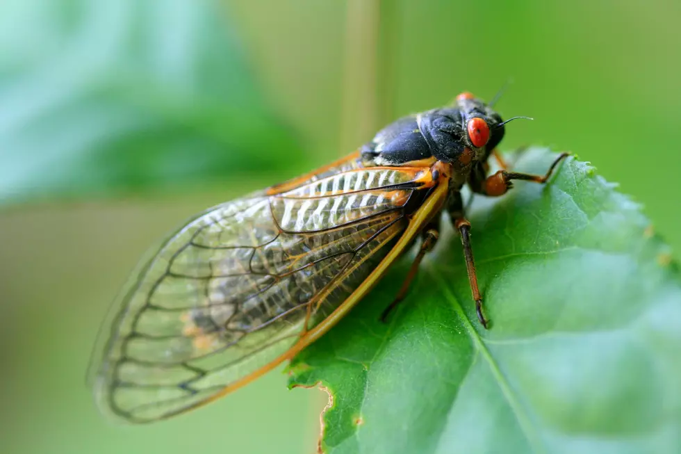 When Will Indiana See the Two Cicada Broods Emerge?