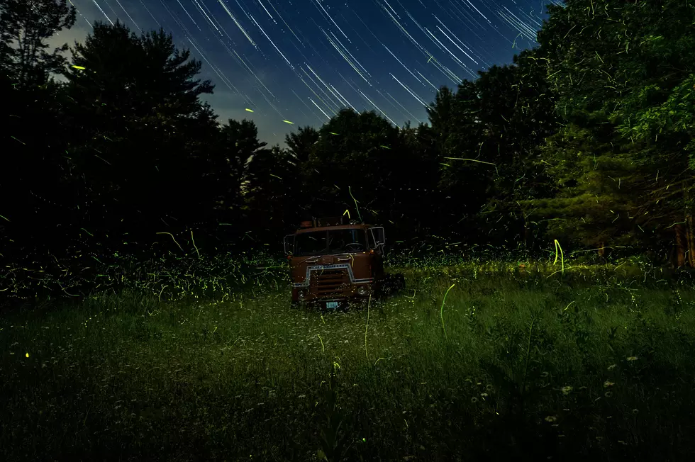 Tennessee’s Synchronous Fireflies Put on an Incredible Light Show-Here’s How to See it