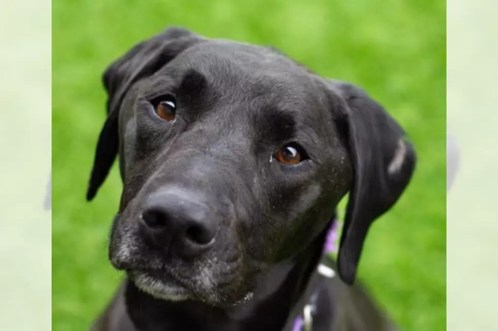 Smart Retriever is Looking for Her Forever Home And Will Even Shake On it!