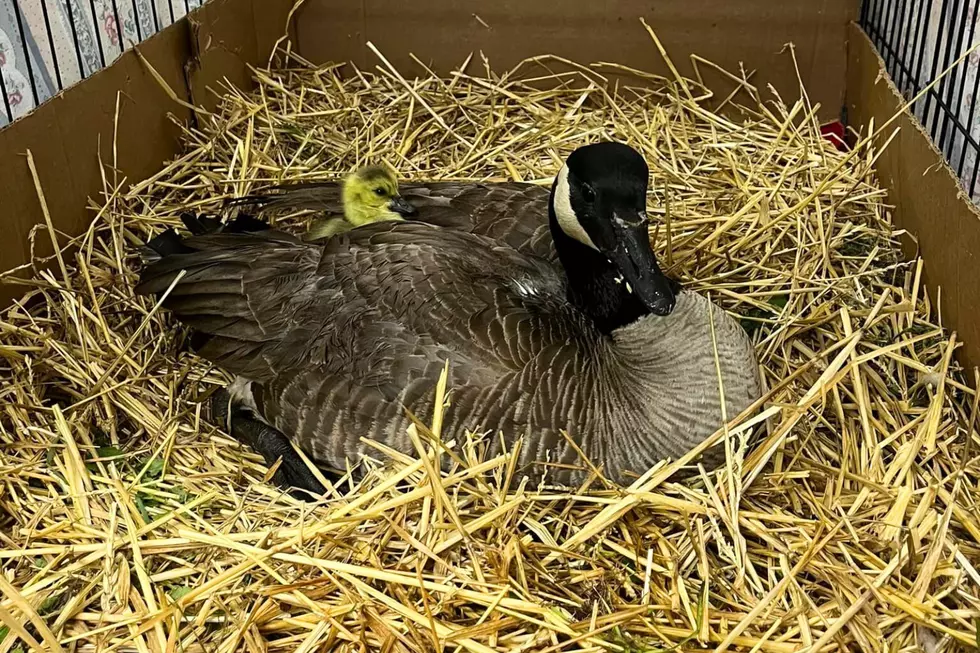 Injured Evansville Goose Adopts Orphaned Gosling and Returns to Wild Together