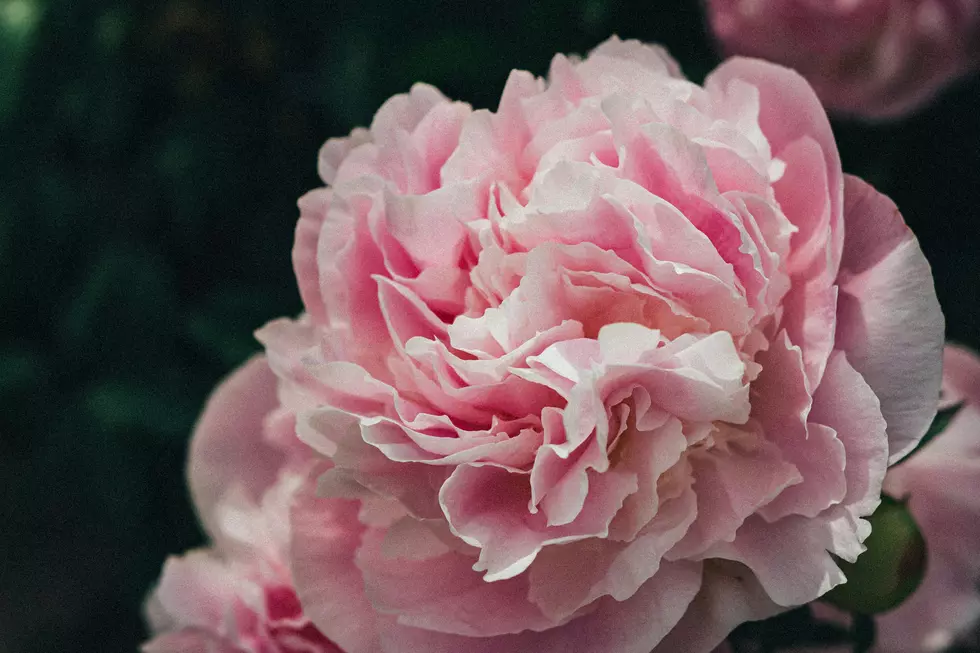 The Indiana Peony Festival Might Be the Most Beautiful Festival in the State