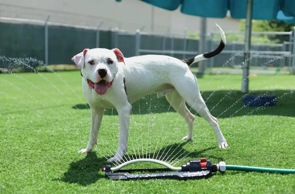 This Smiley Guy is Bart, and He’s Looking for a Home