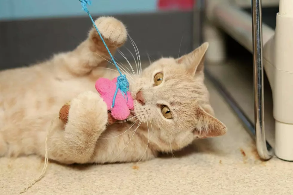 Evansville Animal Shelter Has Half Price Adoptions Through Saturday July 12!