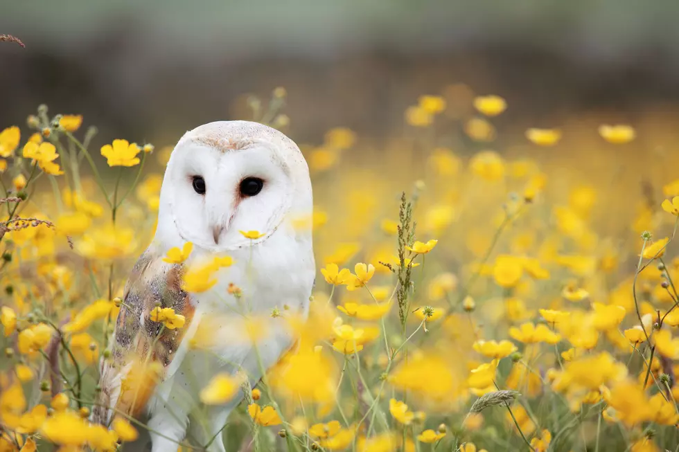 Meet The Owls Of Indiana And Their Secretive Lives