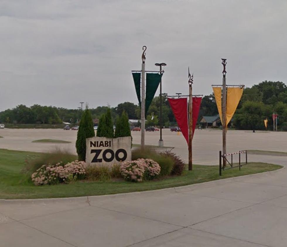 Niabi Zoo Has Finally Earned Its Accreditation Back After 8 Years