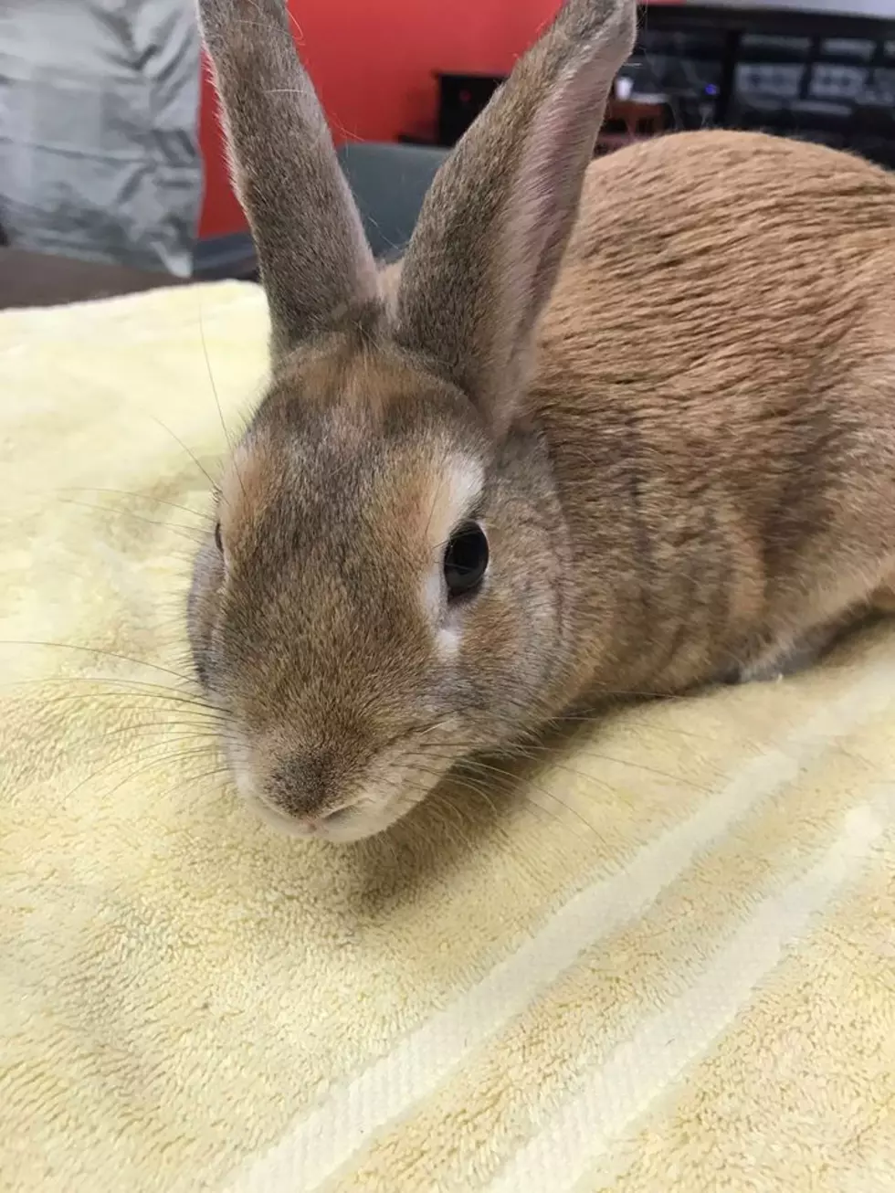 B100’s Pet Of The Week: Adopt Milo the Rabbit
