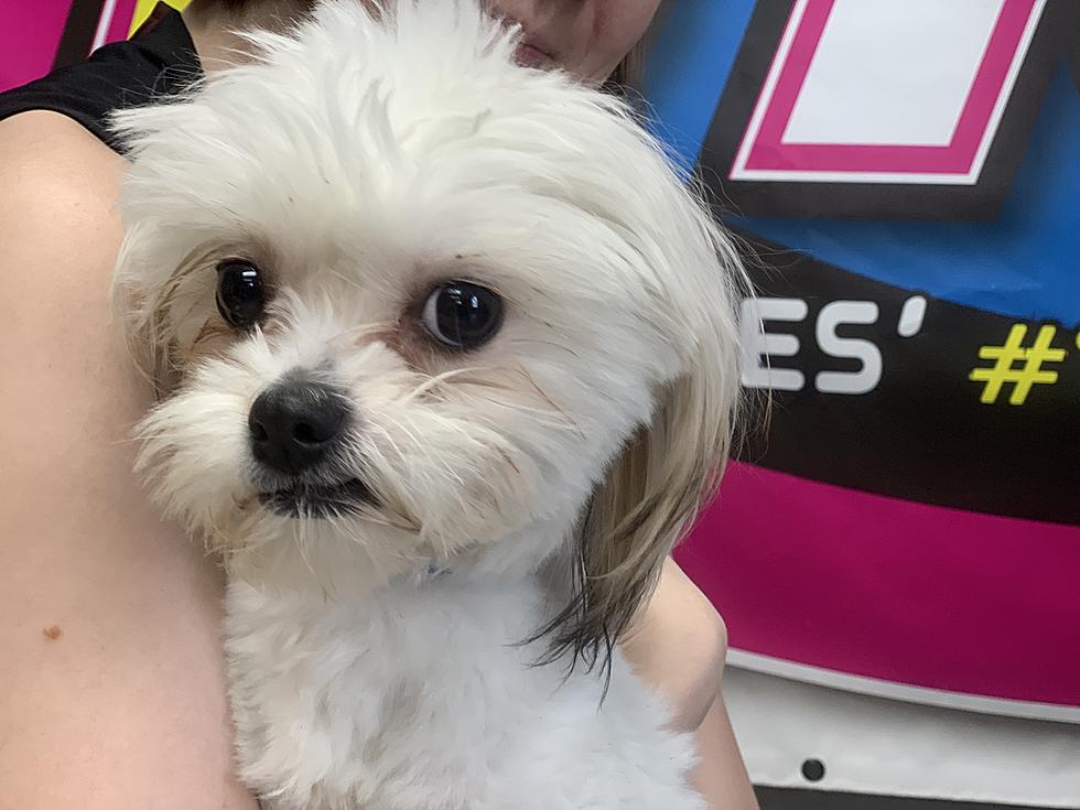 B100’s Pet of the Week: Adopt Katie the Pup