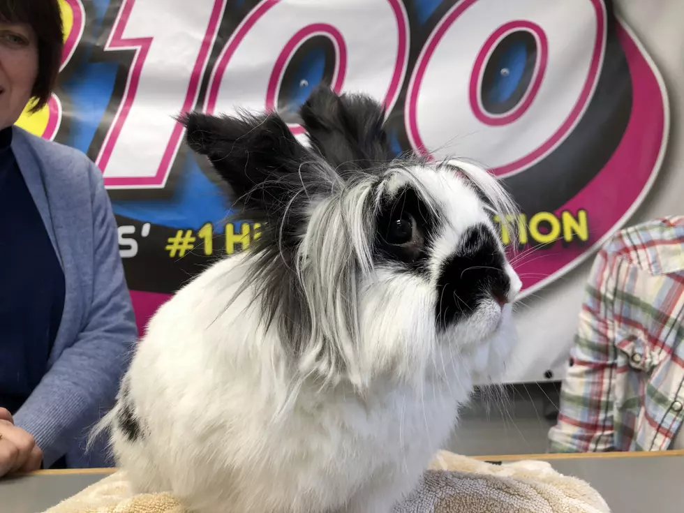 B100's Pet of the Week: Adopt Pango the Rabbit