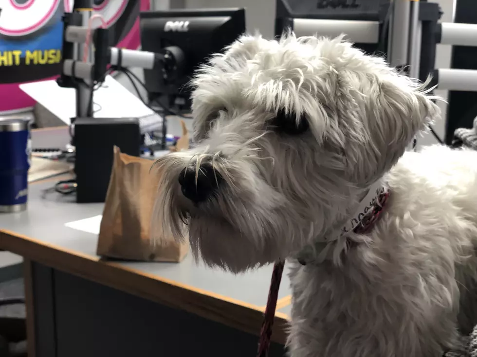 B100's Pet of the Week: Adopt Ivory the Schnauzer