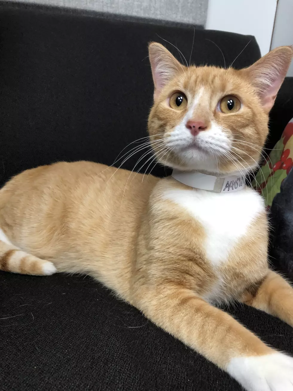 B100&#8217;s Pet of the Week: Adopt Gibson the Cat
