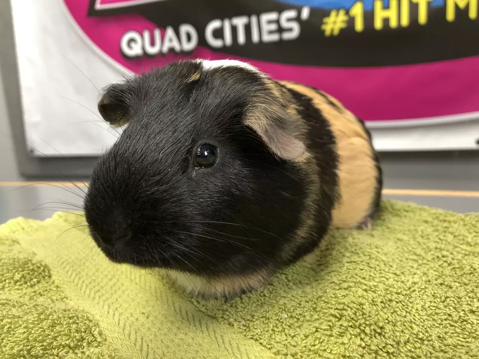 B100'S Pet of the Week: Adopt Bammer the Guinea Pig