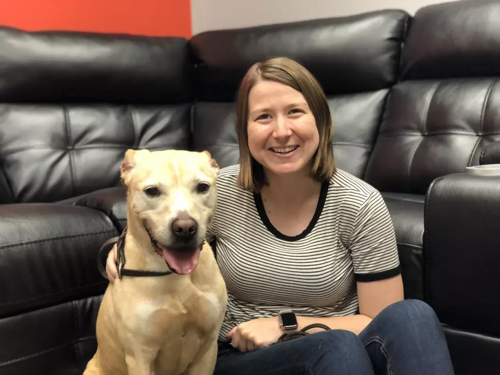 B100&#8217;s Pet of the Week: Adopt Lincoln The Lab