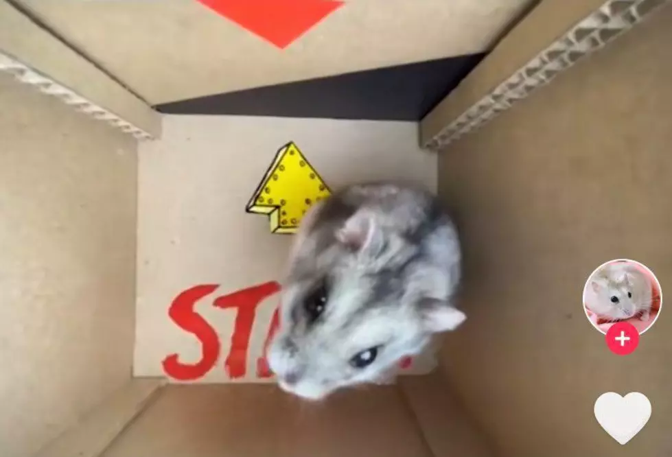 Hamster Videos May Be Taking Over TikTok