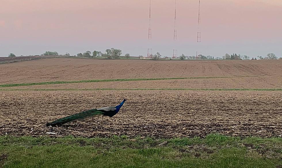 I Live In Iowa, So Why Did I See A Peacock In The Middle Of Nowhere?