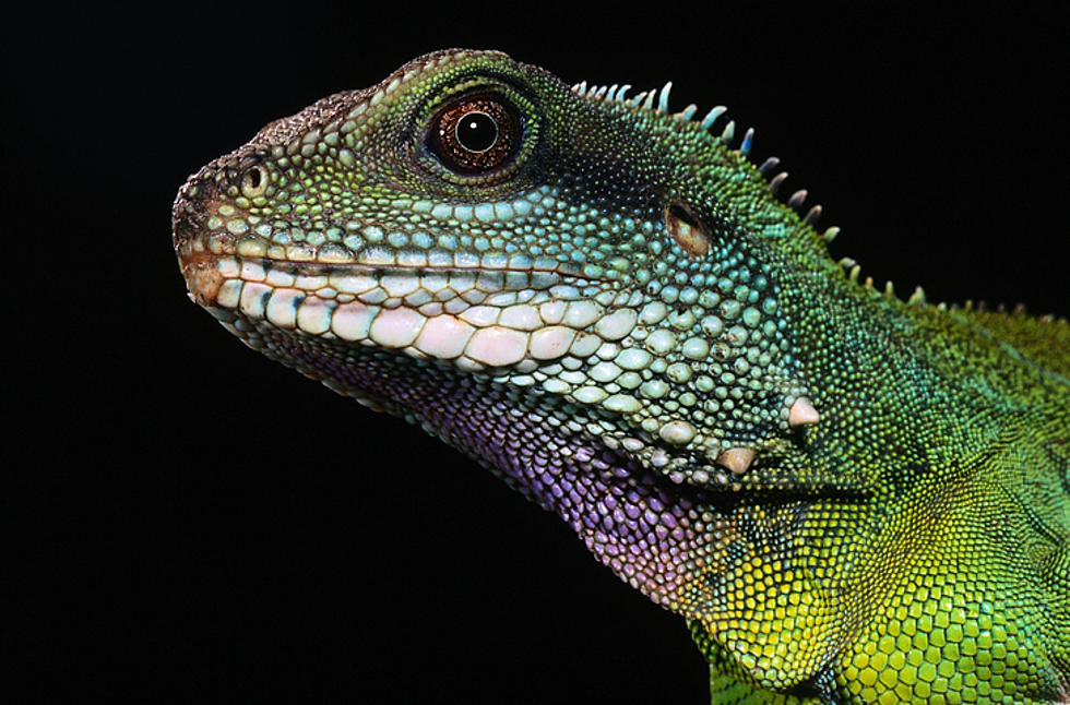 One Of The Largest Reptile Shows Is Coming To Davenport