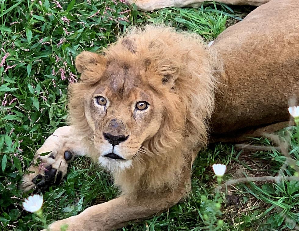 Niabi Zoo Announces Death of Savanna, 19-year-old African Lion