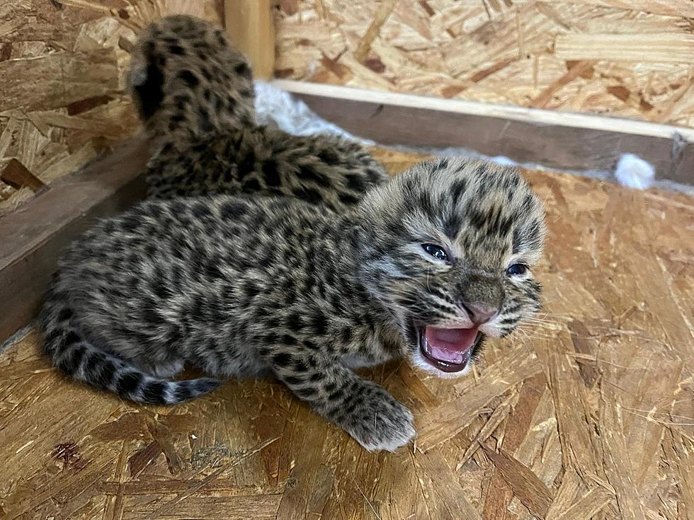 Cute Alert: Meet Niabi Zoo’s Adorable New Leopard Kittens