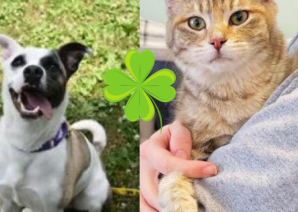Help Make QC Pets Lucky With St. Pitties & Kitties