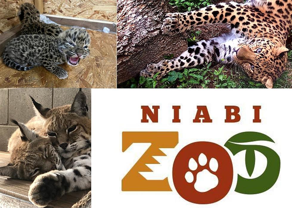 Niabi Zoo Junior Zookeeper Applications Are Open