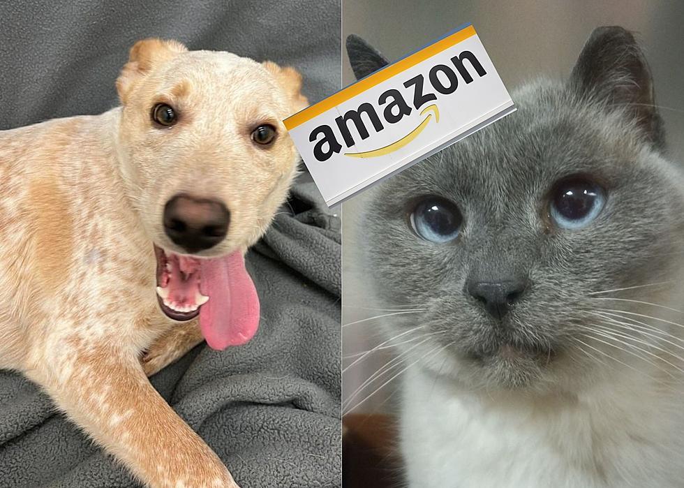 QC Pet Parents: Amazon&#8217;s First &#8216;Pet Day&#8217; is Coming Up With Discounts