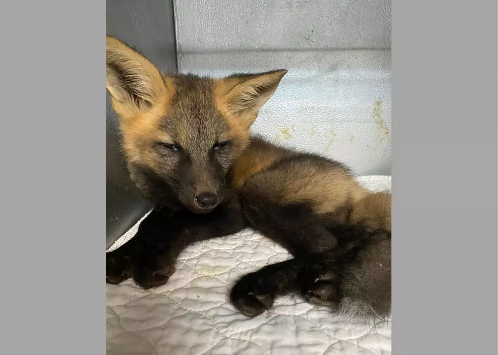 UPDATE: Rare Injured Baby Fox in Kewanee Had To Be Put Down