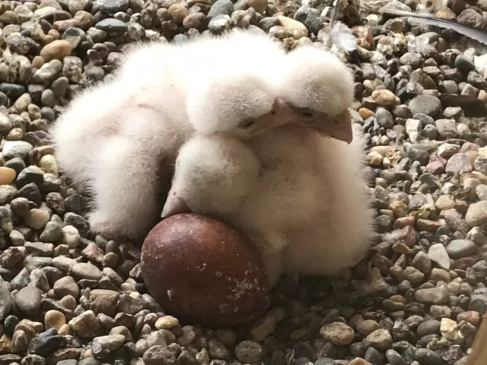 How’d You Get So Fly: Meet MidAmerican’s Fuzzy Baby Falcons