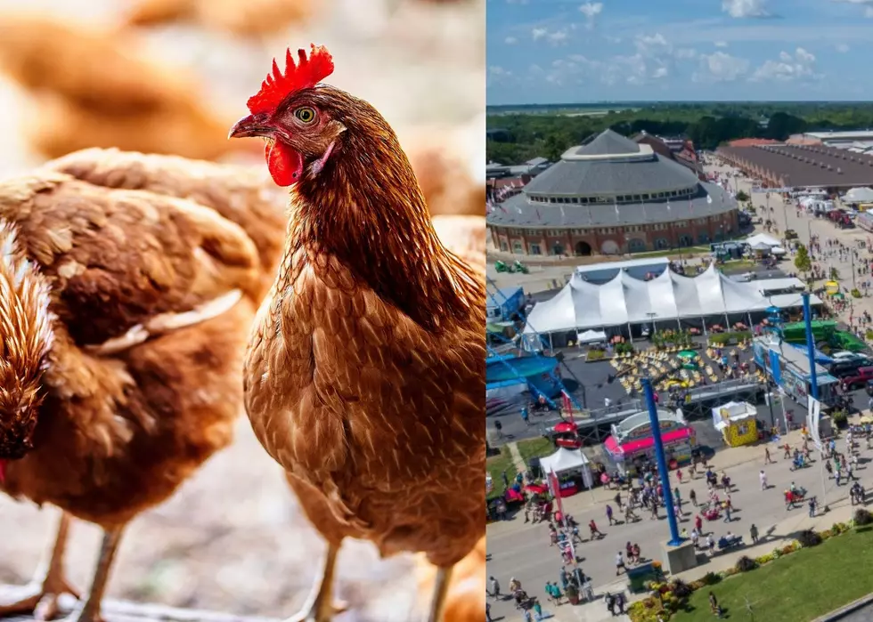 Illinois State Fair Has Canceled Live Poultry Shows Thanks To Bird Flu