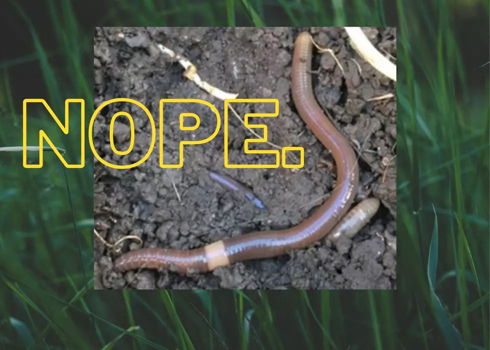Mini-Nope Rope: Look Out For Jumping Worms in Iowa This Summer