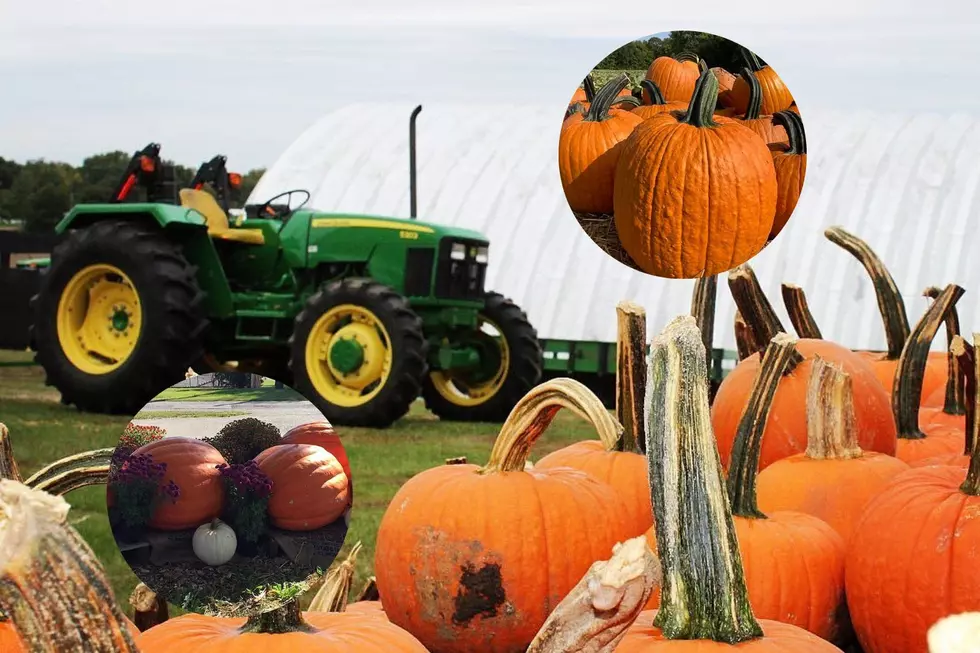 Full List Of Pumpkin Patches In The Quad Cities [LIST]