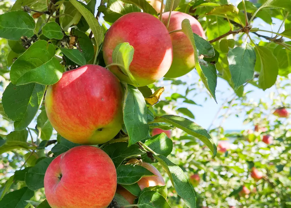 Here Are The Closest Places To Go Apple Picking Near The QC This Fall