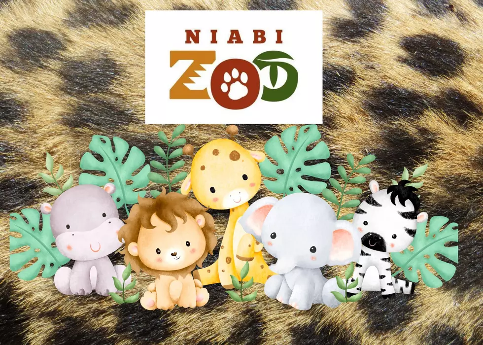Cute Alert: Meet Niabi Zoo's Little New Addition