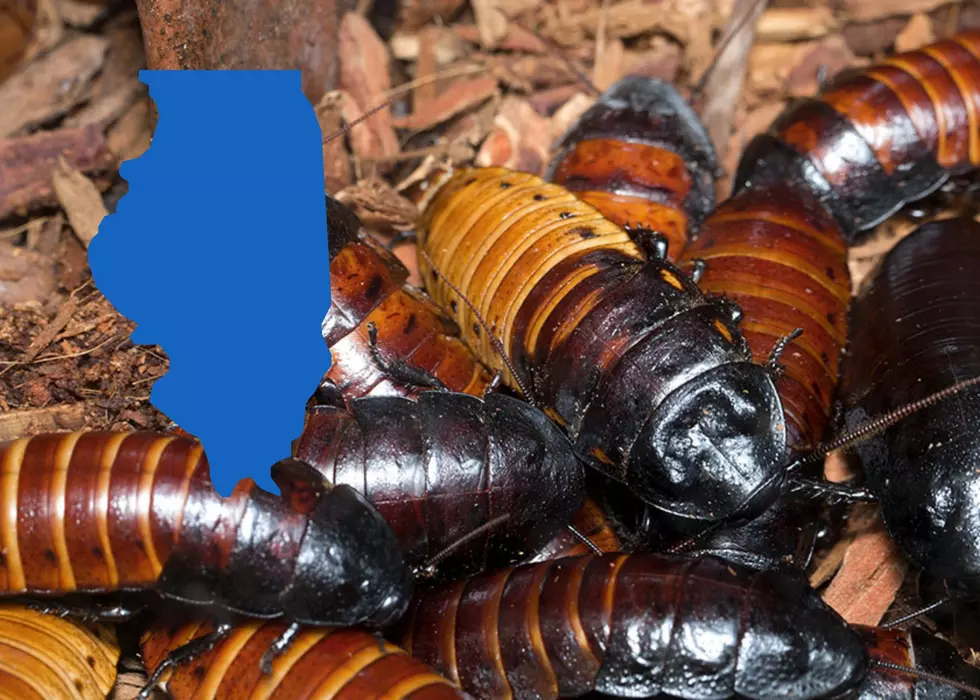 Illinois Zoo Lets You Name A Cockroach After Your Ex