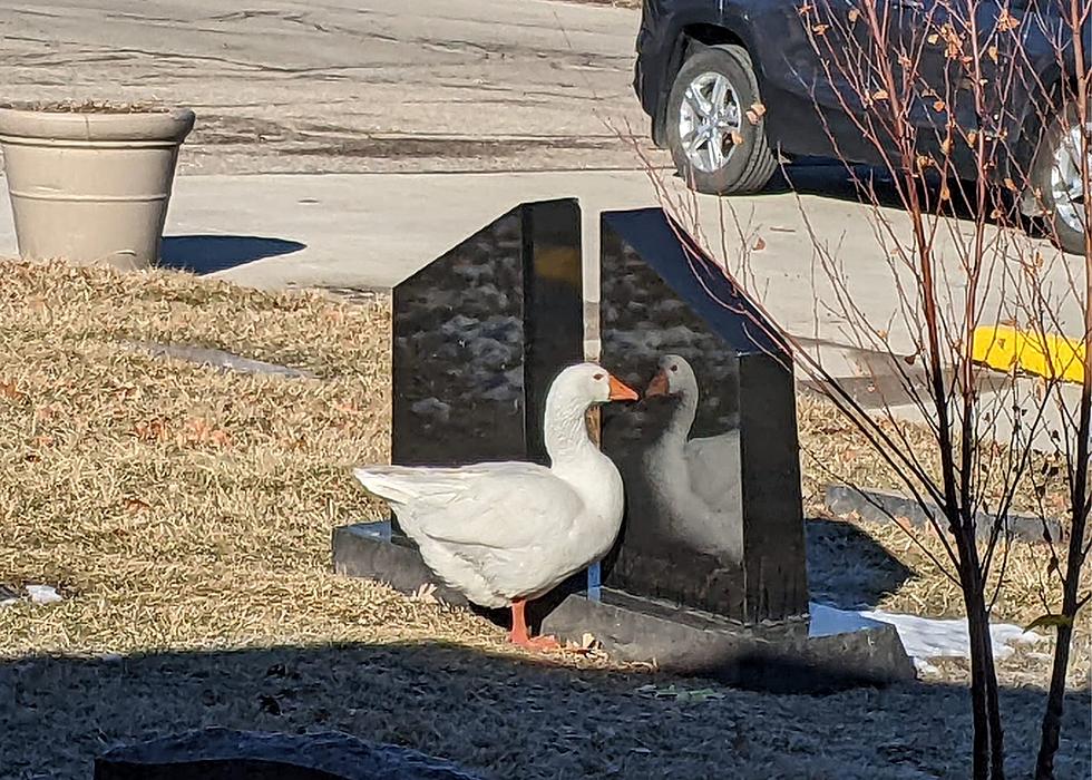 True Love: Iowa Goose Wanders In A Cemetery Looking For The Mate She Lost