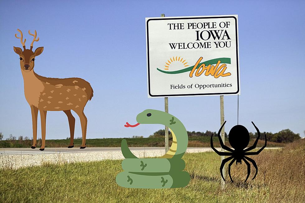 These Are The 5 Most Dangerous Animals In Iowa