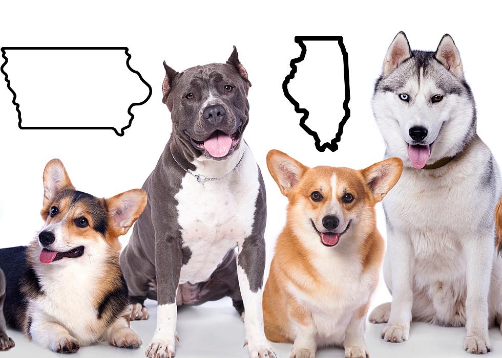 Are These Really Iowa & Illinois’ Favorite Dog Breeds?