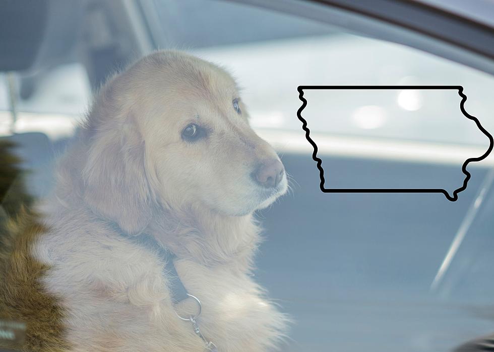 Can You Legally Break A Window To Save A Dog In A Hot Car In Iowa?