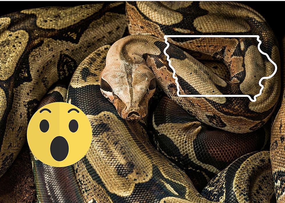 A 6-Foot Boa Constrictor Was Found In An Iowa Shopping Cart