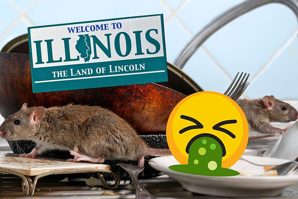 Illinois Has Two Of The Most Rat Infested Cities In The U.S.
