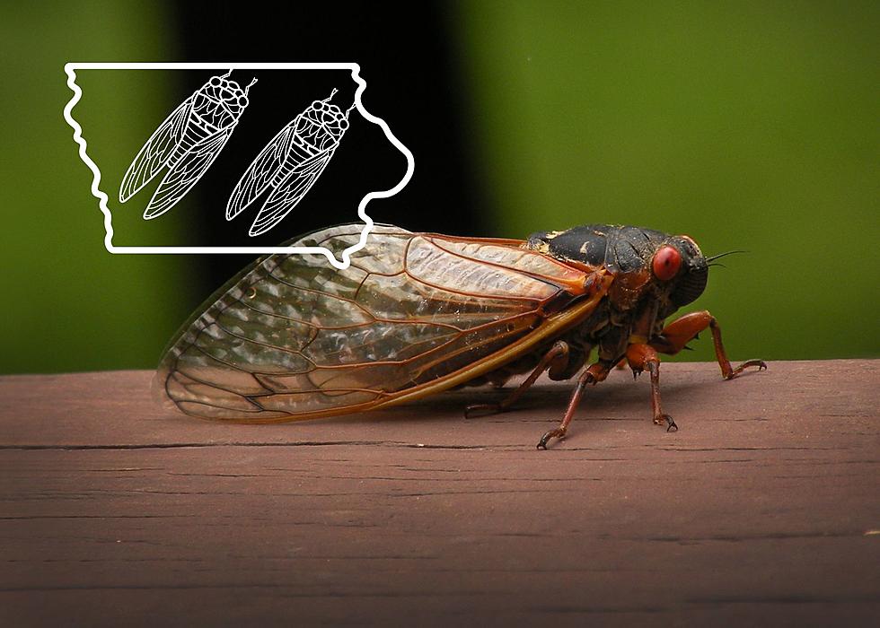 Iowa Expected To Have A Biblical Amount Of Cicadas This Spring