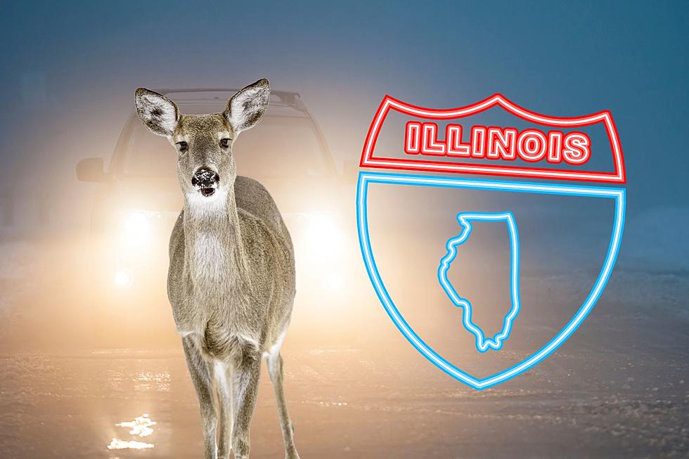 Illinois, It’s Illegal To Warn Other Drivers About Deer On The Road