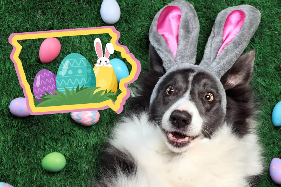 Your Dog Can Hunt For Eggs At First-ever Doggie Egg Hunt In Iowa
