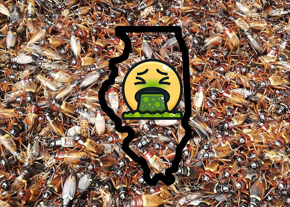Illinois, You May Get Squirted By A Lot Of Cicada Pee This Summer