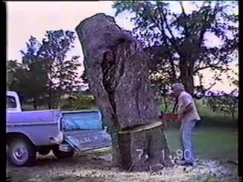 How Not To Remove A Tree