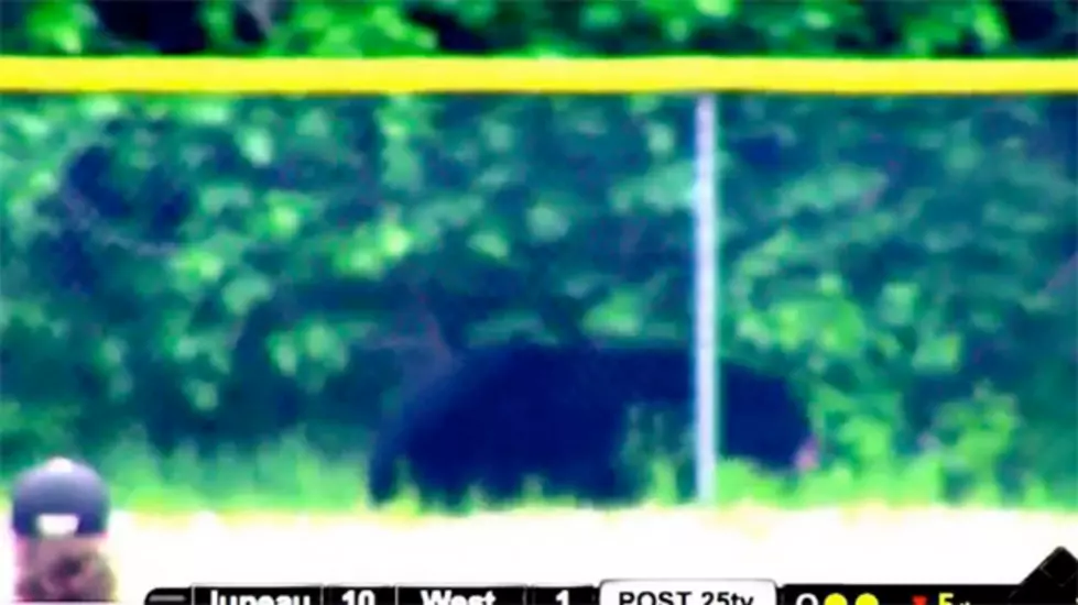 Bear Interrupts Baseball Game