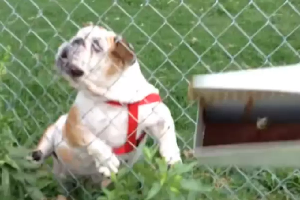 Dog Runs Face First Into a Fence Every Time the Mailman Comes