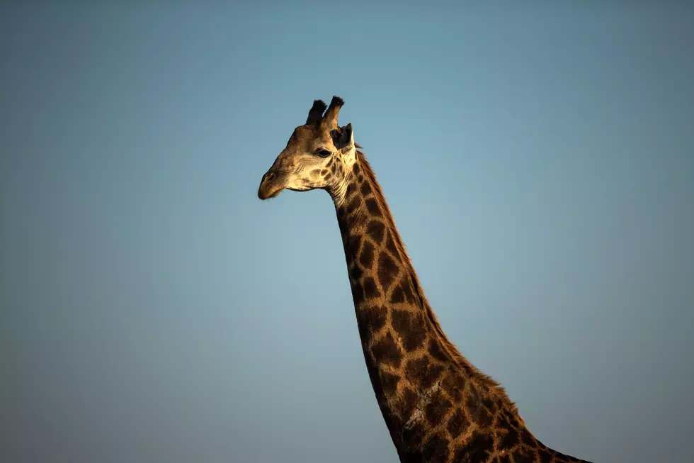 Woman Climbs Into a Giraffe Pen at the Zoo and Gets Both a Ticket and Kick to the Face