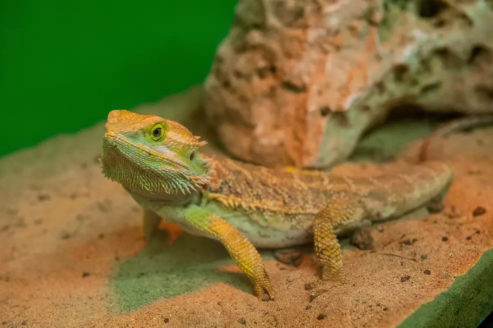The Owner of a Pet Shop Was Arrested For Slapping His Employees With a Bearded Dragon