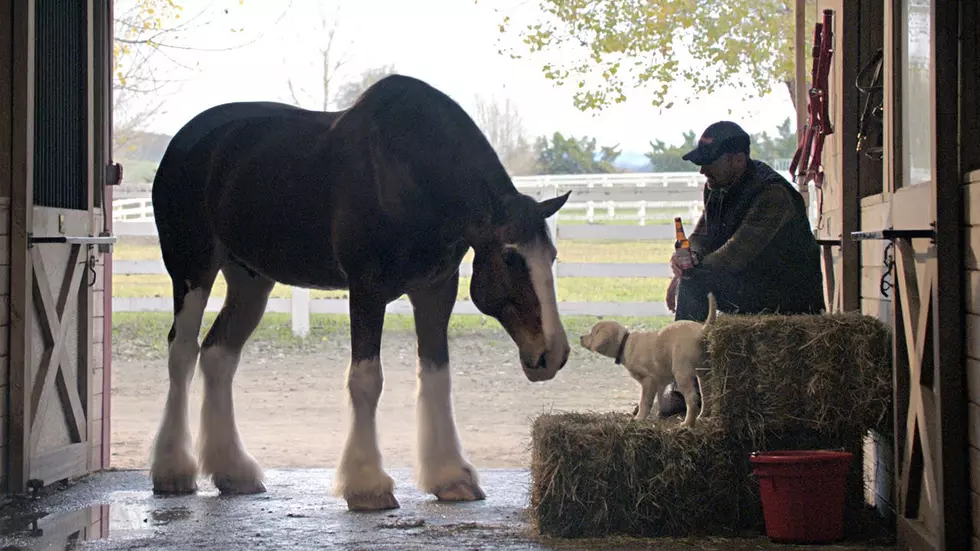 Budweiser&#8217;s New Super Bowl Commercial &#8220;Lost Dog&#8221;
