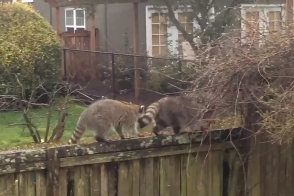 Kids Think Love-Making Raccoons Are Doing the Heimlich Maneuver